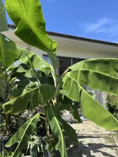 2025年最新】グロスミシェル バナナの人気アイテム - メルカリ