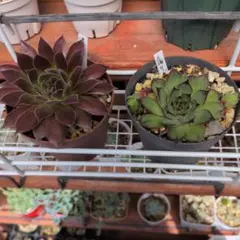 【ポット組み合わせ選べます】多肉植物セット
