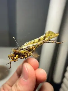 未展足標本】サスライアリの一種 ドライバーアリ Dorylus sp.カマキリ