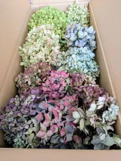 【数量限定】秋色紫陽花 アナベル含む ※ 多様な色彩※ ３辺約85cm