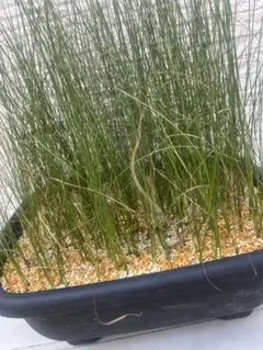 クサントロエア ジョンソニー ブラックボーイ 2025年最新】クサントロエア ジョンソニーの人気アイテム - メルカリ