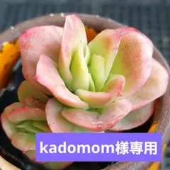 kadomom☆様 リクエスト 2点 まとめ商品