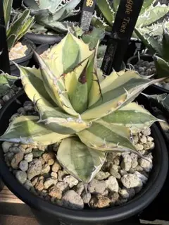 2025年最新】アガベ チタノタ スナグルトゥースの人気アイテム - メルカリ