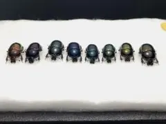 2025年最新】クワガタ標本セットの人気アイテム - メルカリ