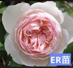2026年最新】シャリファアスマの人気アイテム - メルカリ