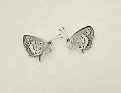 표본: 돗토리현산 검은 제비조개 20마리 (검게 그을린 것 포함)