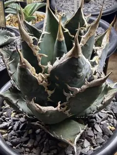 t*u様 大株アガベ チタノタ 海王Agave titanota ‘Sea Kiのサムネイル