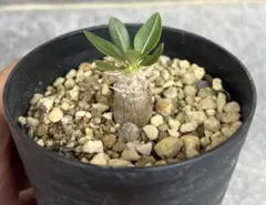 パキポディウム ブレビカウレ 恵比寿笑い カクタス長田 塊根植物