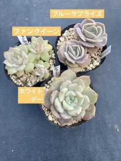 エケベリア3種セット　抜き苗　ホワイトデー他　多肉植物