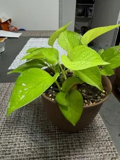 ゆきまる⋆*✩⑅◡̈✶プロフ読んでね！様 リクエスト 2点 まとめ商品