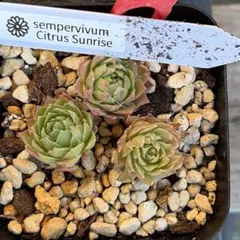 2025年最新】センペルビウム錦の人気アイテム - メルカリ