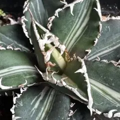 2025年最新】チタノタ 狼人の人気アイテム - メルカリ