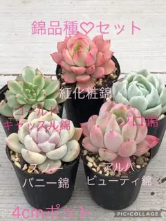 多肉植物 錦品種♡抜き苗セット