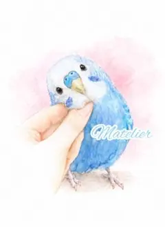 セキセイインコの絵　水彩画　原画　癒し　動物の絵