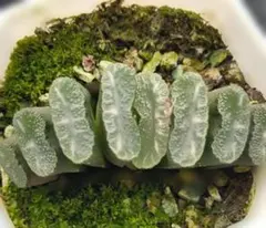 Top【選抜株】多肉植物 13216山本エメラルド 10個 鉢無し/脱土 - メルカリ