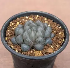 2025年最新】オブツーサ ブラックの人気アイテム - メルカリ