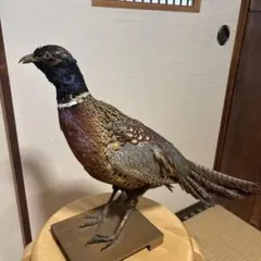 国鳥　本物　キジ剥製 国鳥 本物 キジ剥製 - メルカリ