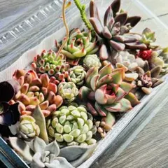 NEW❗️ 【レア種】ルナレン入り　多肉植物詰め合わせ　多肉植物カット　多肉弁当❣️