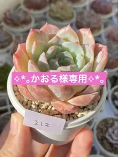 かおる様 リクエスト 2点 まとめ商品