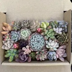 2026年最新】多肉植物 葉挿しの人気アイテム - メルカリ