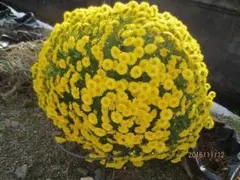 A ざる菊　ドーム菊　冬至芽抜き苗　4本　黄色のサムネイル