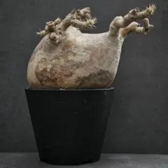 2026年最新】パキポディウム グラキリス 現地球 発根済みの人気