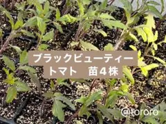 勝行様 リクエスト 5点 まとめ商品