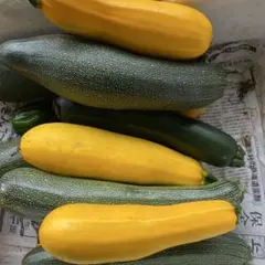 訳あり大きめズッキーニ５キロ農薬不使用のサムネイル