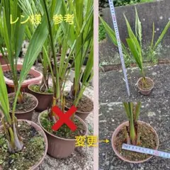 観葉植物 ヤシの木 ピナンガヤシ鉢植え - メルカリ
