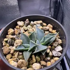 2025年最新】エボリスピナ ヘイフォードの人気アイテム - メルカリ