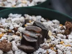 2025年最新】玉扇錦の人気アイテム - メルカリ