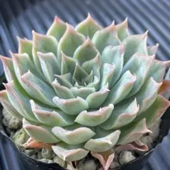 多肉植物 霜椿×シムランスラグナサンチェス【抜き苗】 - メルカリ