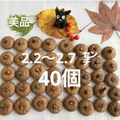 北海道　レッドオーク　枝付きどんぐり帽子　40個　煮沸消毒、乾燥、磨き済み