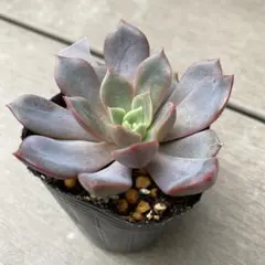 ヴァシリサ　多肉植物