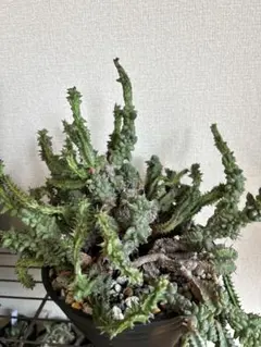 2026年最新】モンストローサの人気アイテム - メルカリ