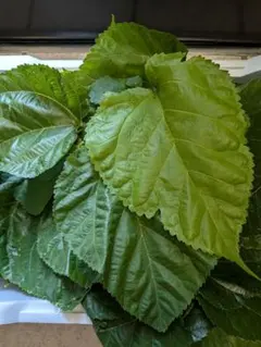 新鮮野菜 大きな大葉 約80〜100枚 - メルカリ