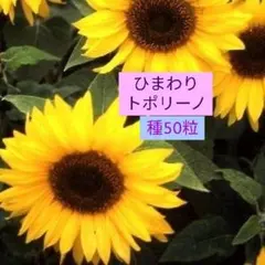 Yuu様 リクエスト 2点 まとめ商品