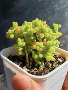 新入荷 ドロサンテマム 蜜橘 レア株 多肉植物 I苗 根付き 鉢5cm - メルカリ
