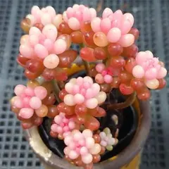 ★レッドベリー錦⑧★抜き苗★セダム★多肉★多肉植物★寄せ植え★