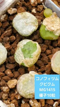 きなこもち様 リクエスト 2点 まとめ商品