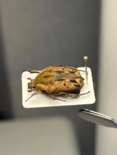 マレーシア コガネムシ ヘラヅノコガネ 標本 - メルカリ