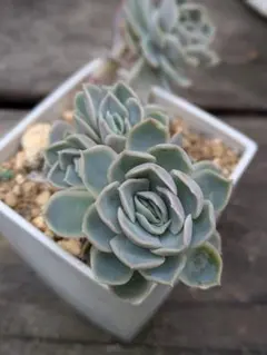 ブルーサプライズ錦 小苗 エケベリア 多肉植物 - メルカリ