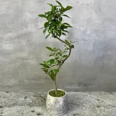 オリーブの木 ネバディロブランコ テラコッタ鉢植え 苗 - メルカリ