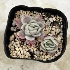 ラズベリーアイス錦　抜き苗　多肉植物　エケベリア