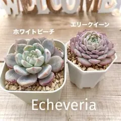 まめ様 リクエスト 2点 まとめ商品