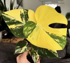 hinanami様 リクエスト 2点 まとめ商品