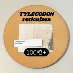 チレコドン レティキュラータ 100粒 原種 実生 ケーレス 種子のサムネイル
