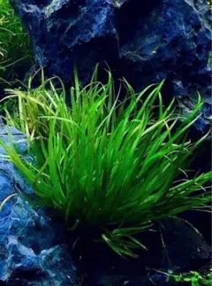 のり様専用です