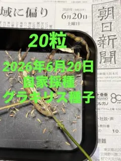 2026年最新】グラキリス 現地球の人気アイテム - メルカリ