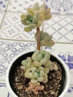 ♣むーちゃん♡様 リクエスト 2点 まとめ商品